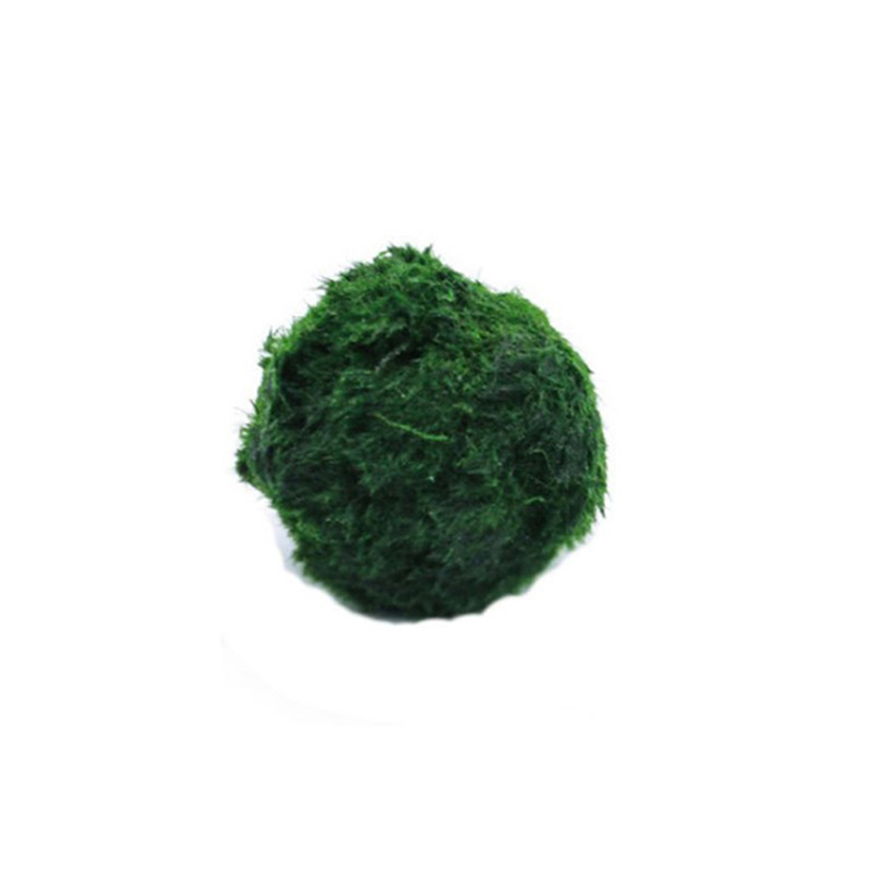 Live Plant Aquarium - Marimo Moos Kugeln Live Aquarium Pflanze