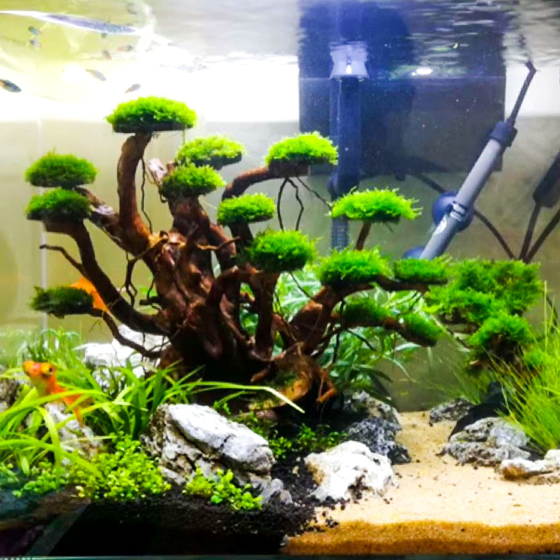 Aquarium Plant Substrate - Aquarium-Landschaftsgestaltung Moosbaum-Skelett Fertiges Treibholz Rhododendron-Wurzel-Ornament Aquascape-Dekoration