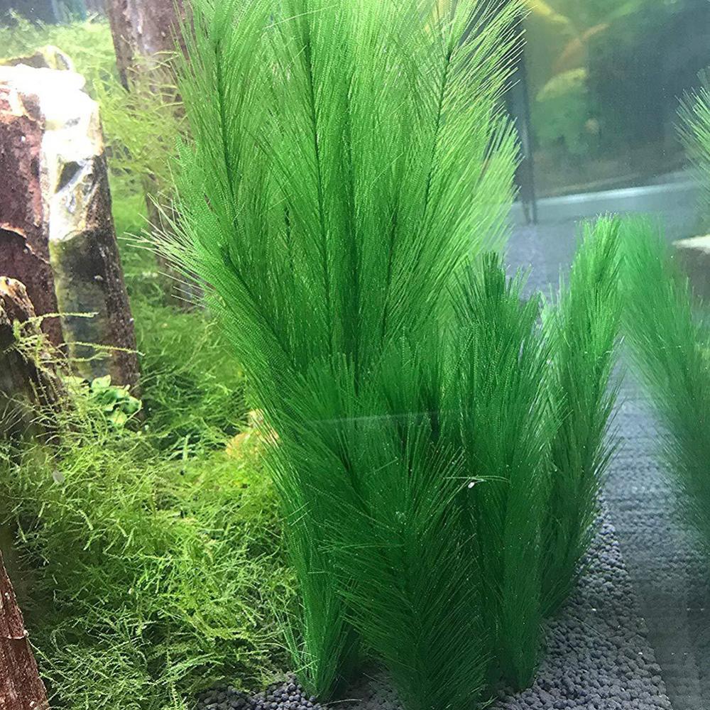 1/3Pcs 28/40cm Aquarium Aquari – Aquarium Plants Live Bewertung und Preis