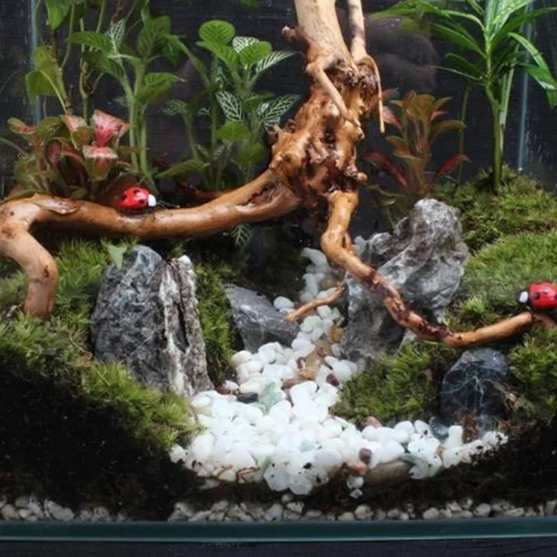 Natürlicher Baumstamm Treibhol – Aquarium Plants Live Bewertung und Preis