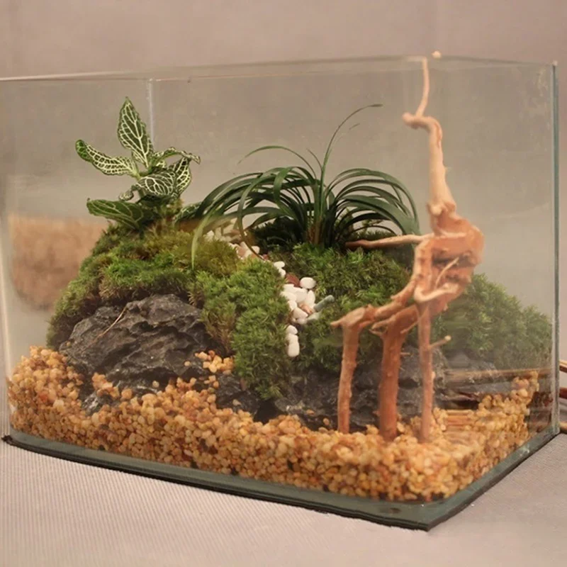 Natürlicher Baumstamm Treibhol – Aquarium Plants Live Bewertung und Preis