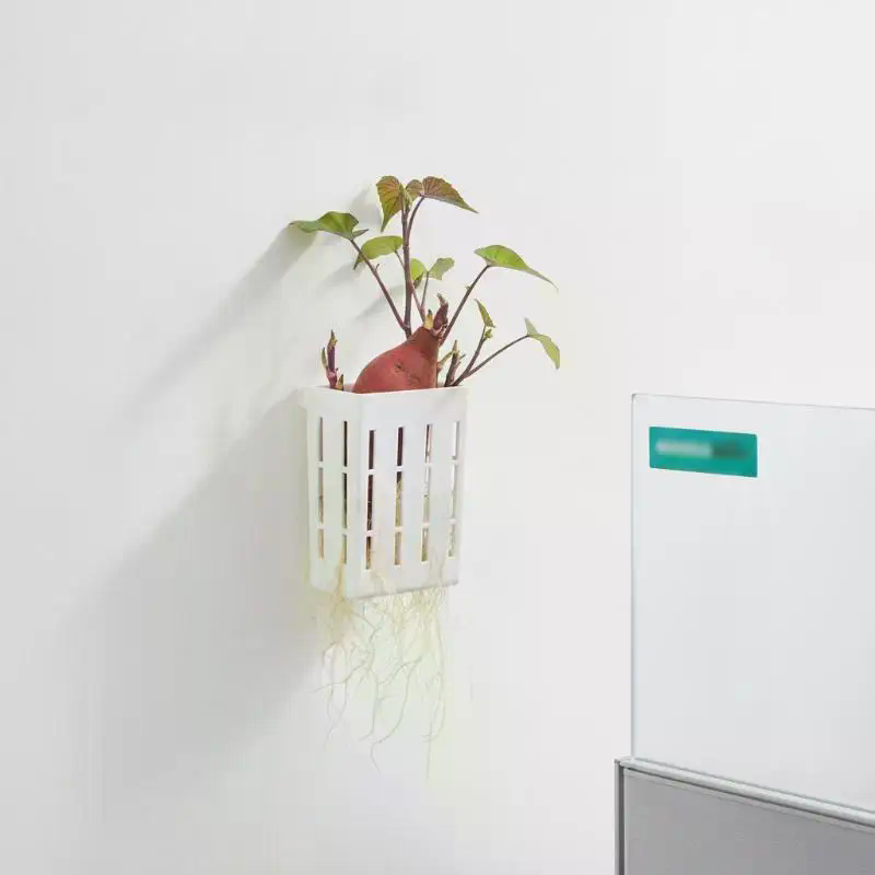 1 Stück Hydroponischer Stützko – Aquarium Plant Holder Bewertung und Preis