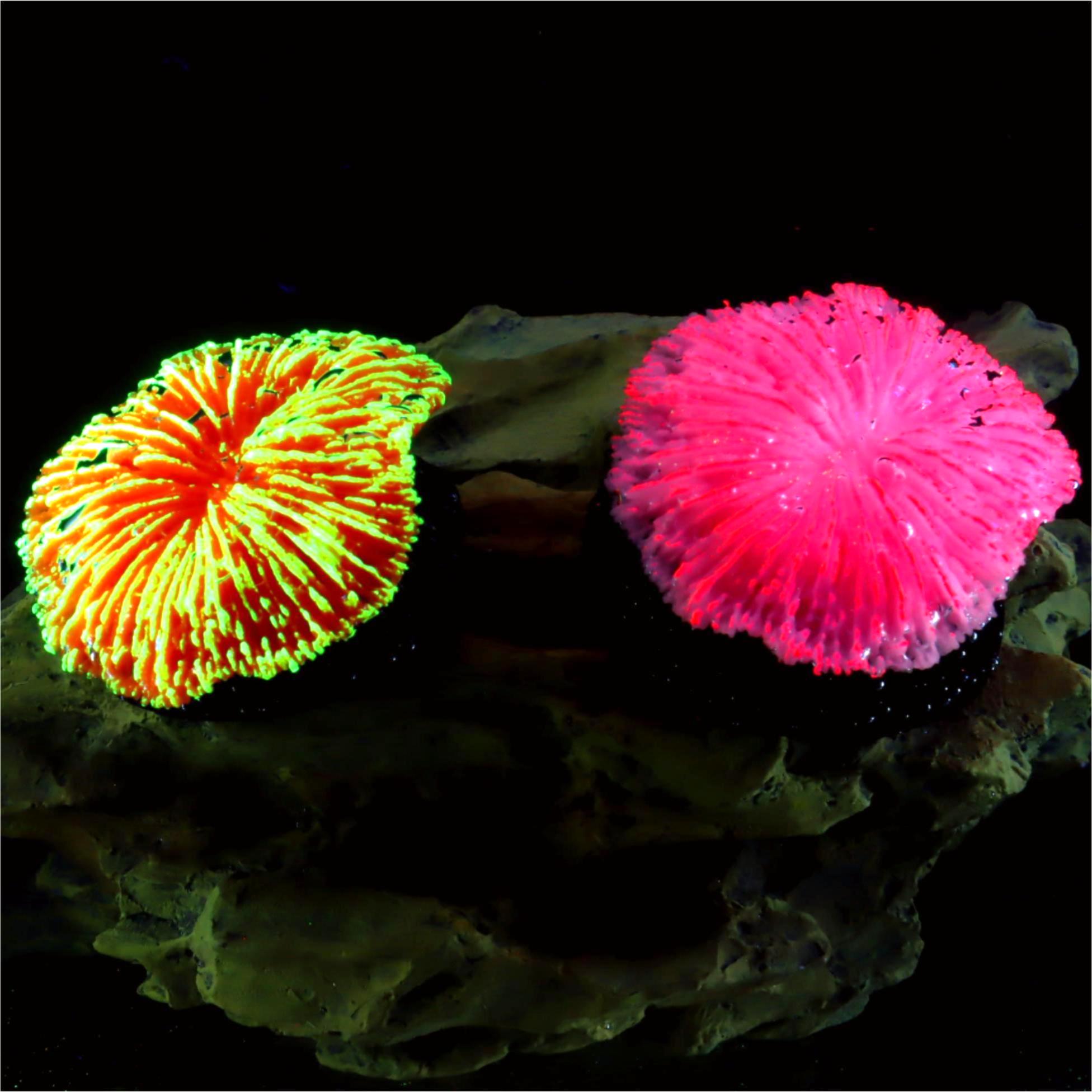 1 Stück Aquarium-Dekoration, K – Live Plant Aquarium Bewertung und Preis