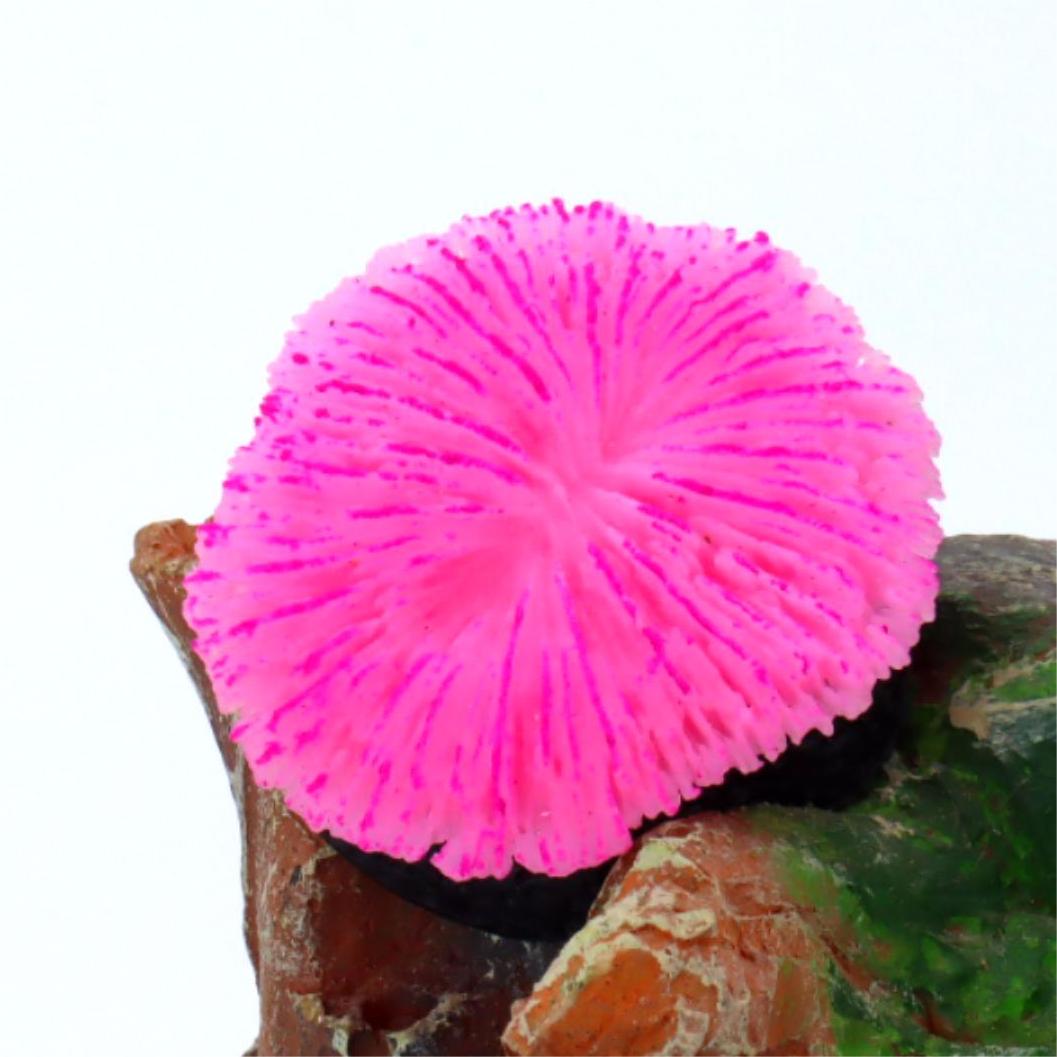 1 Stück Aquarium-Dekoration, K – Live Plant Aquarium Bewertung und Preis