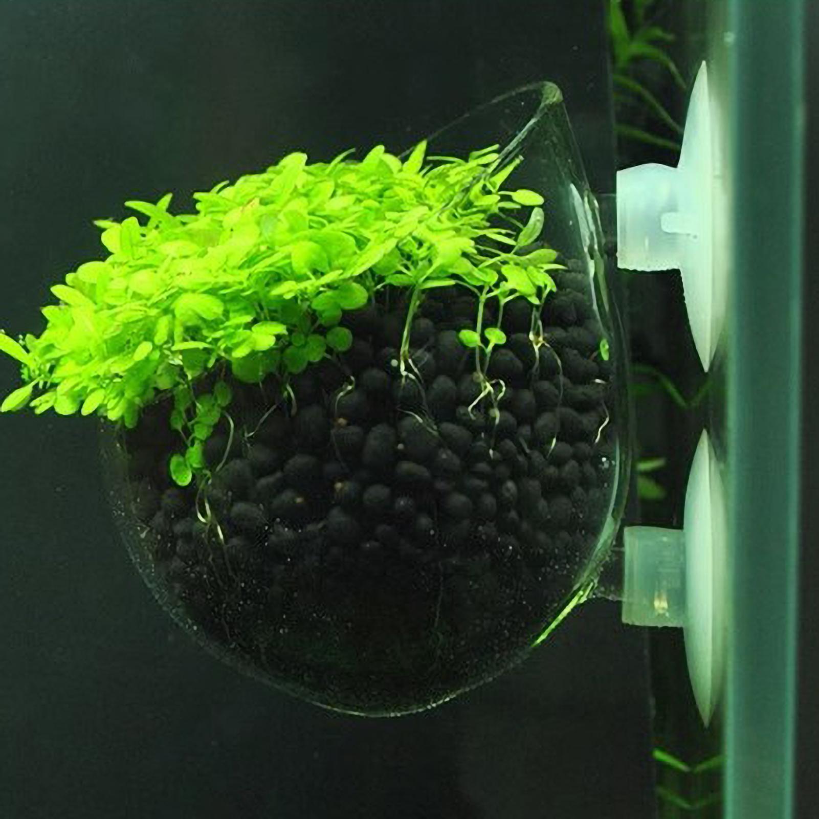 Aquarium-Pflanzenhalter Glas-W – Aquarium Plants Live Bewertung und Preis