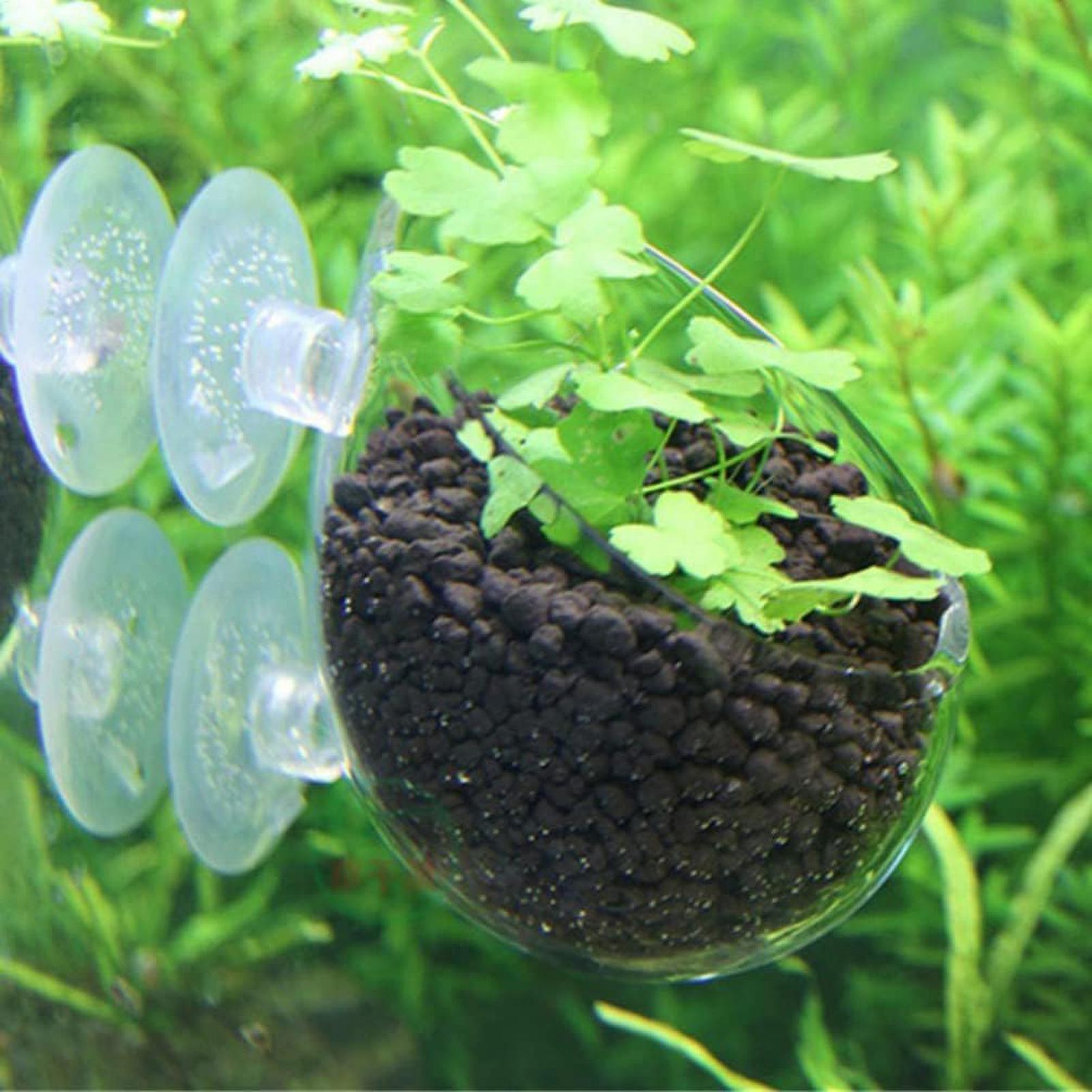 Aquarium-Pflanzenhalter Glas-W – Aquarium Plants Live Bewertung und Preis