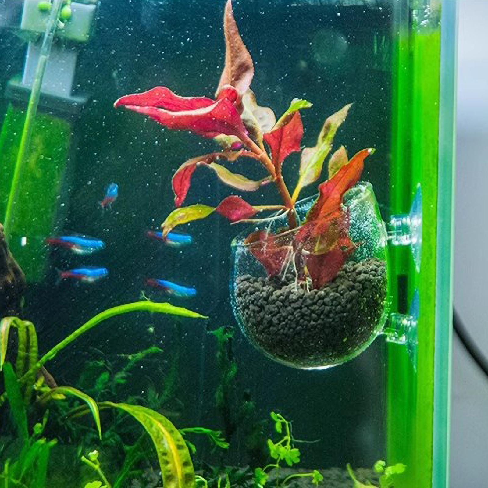 Aquarium-Pflanzenhalter Glas-W – Aquarium Plants Live Bewertung und Preis