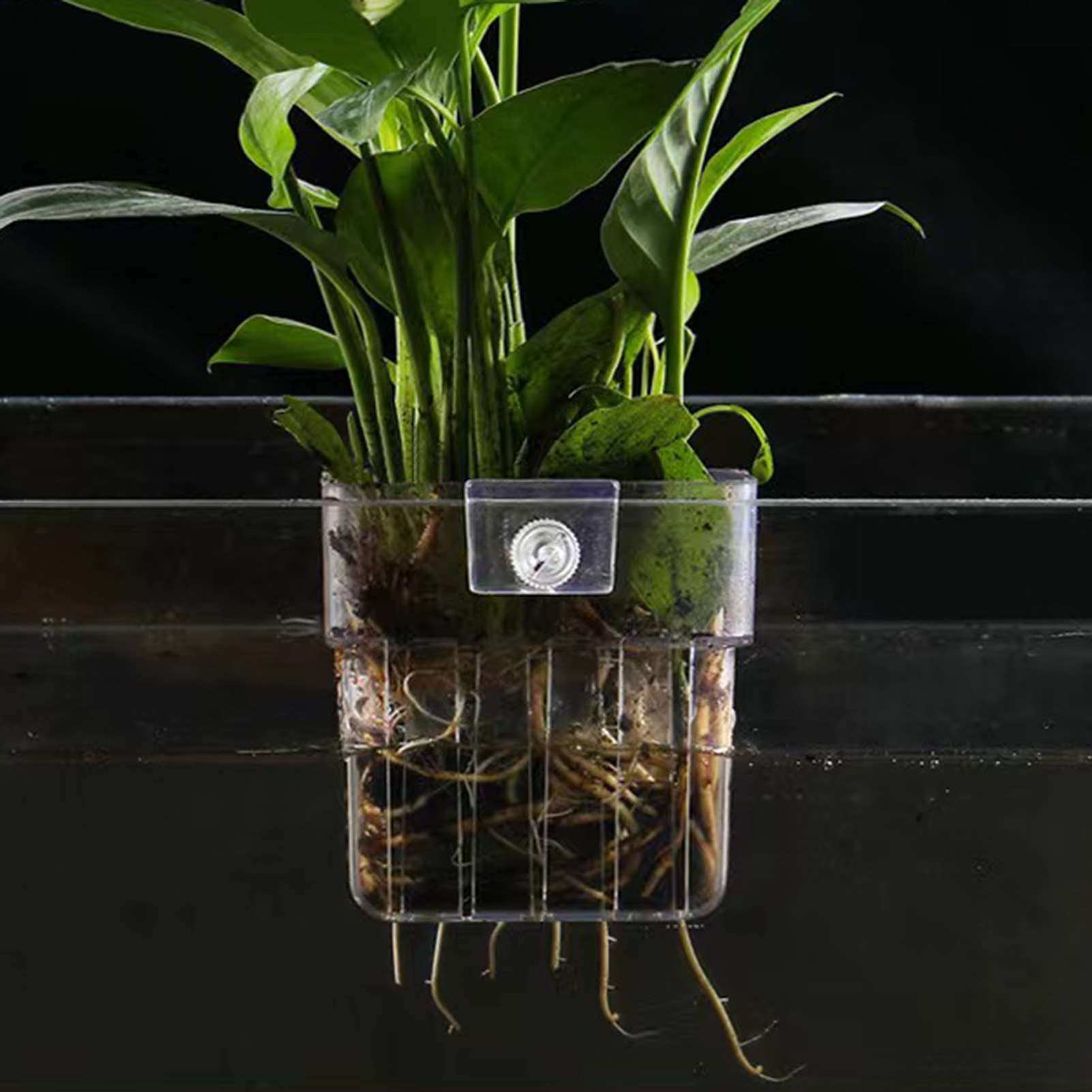 Klarer Acryl-Pflanzenhalter, H – Aquarium Plant Holder Bewertung und Preis