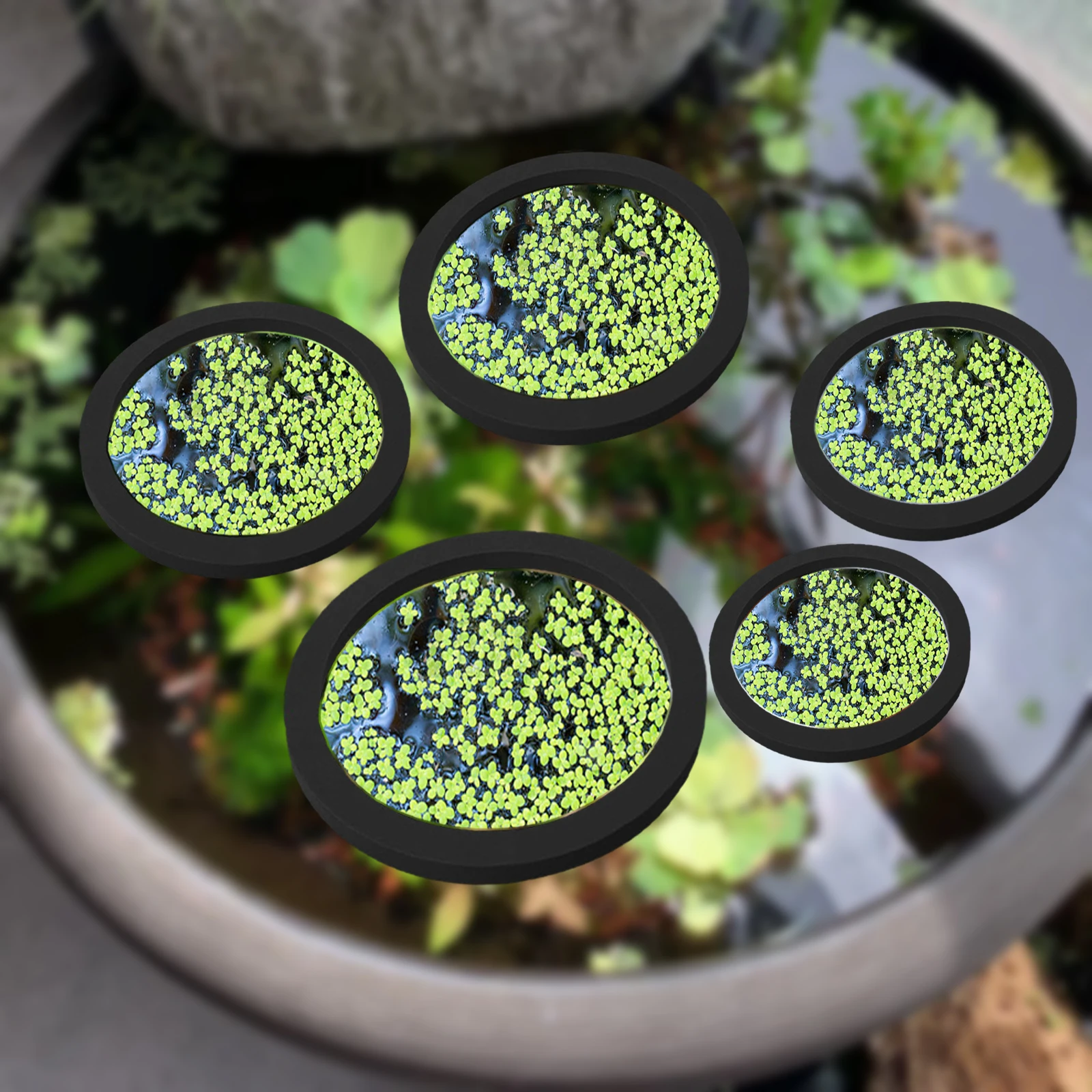 5Pcs EVA Fisch Fütterung Ring  – Planted Tank Bewertung und Preis