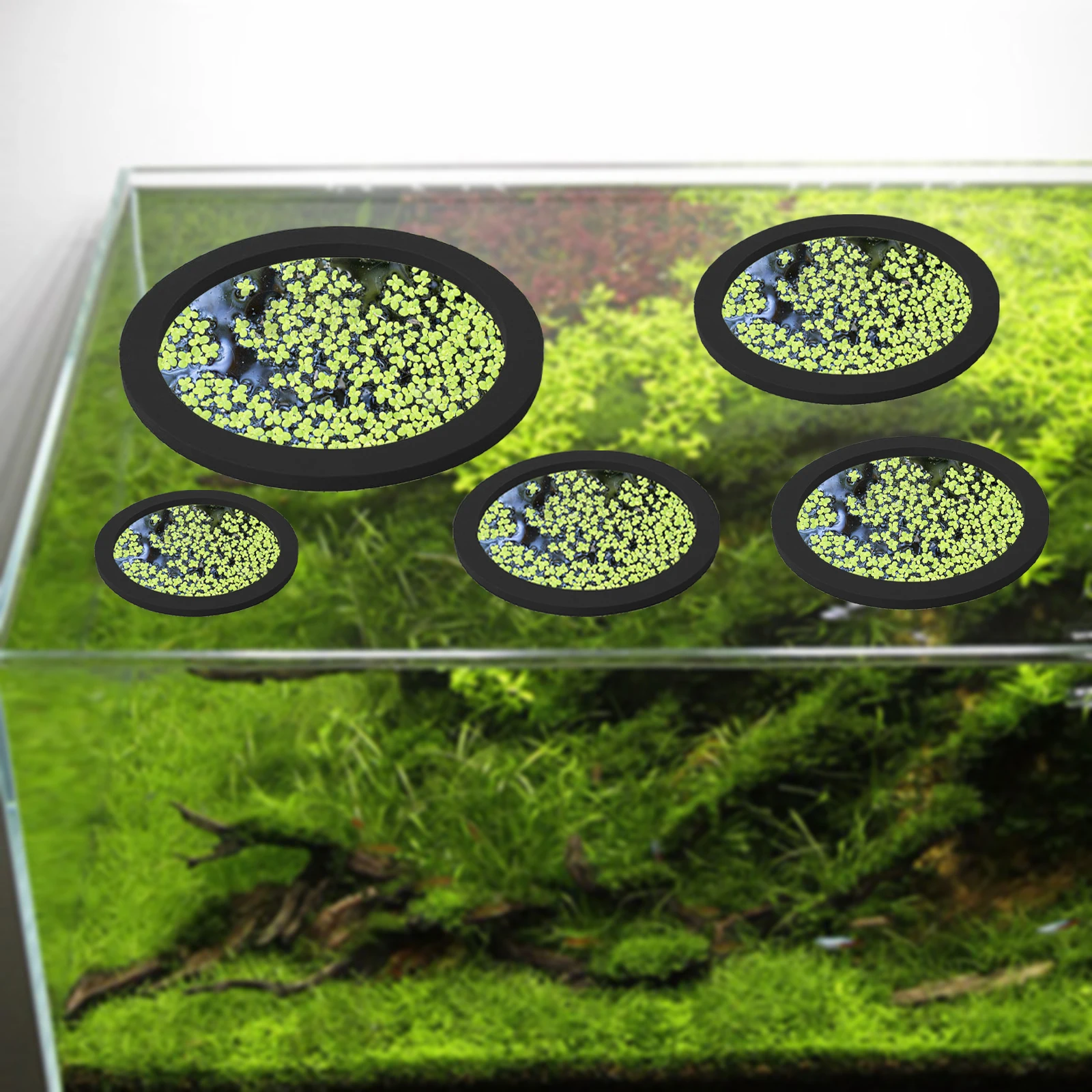 5Pcs EVA Fisch Fütterung Ring  – Planted Tank Bewertung und Preis