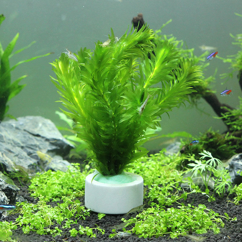 Aquarium Dekoration Keramik Ri – Plant Aquarium Pot Bewertung und Preis