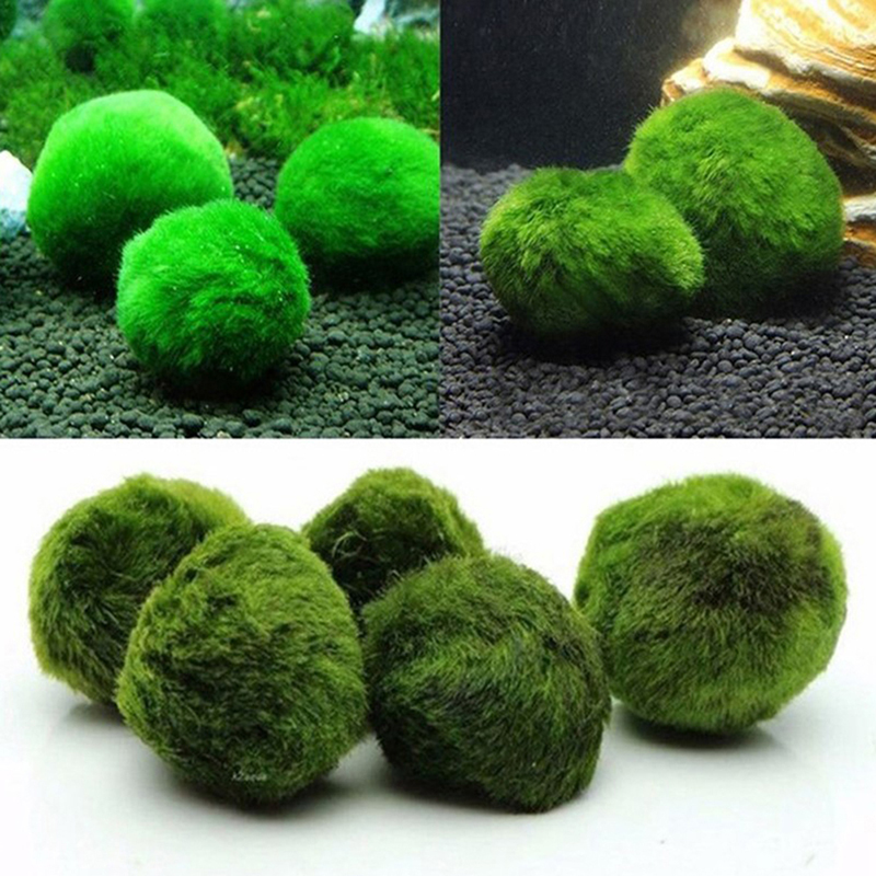 Marimo Moos Kugeln Live Aquari – Live Plant Aquarium Bewertung und Preis