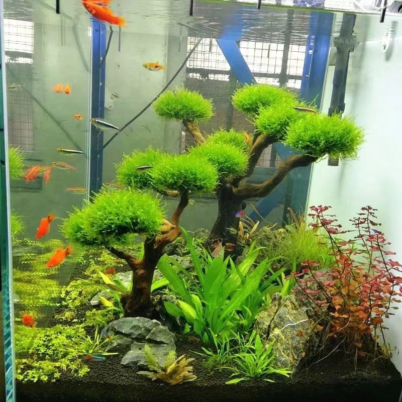 Fisch tank begrünung holz rahm – Aquarium Driftwood Bewertung und Preis