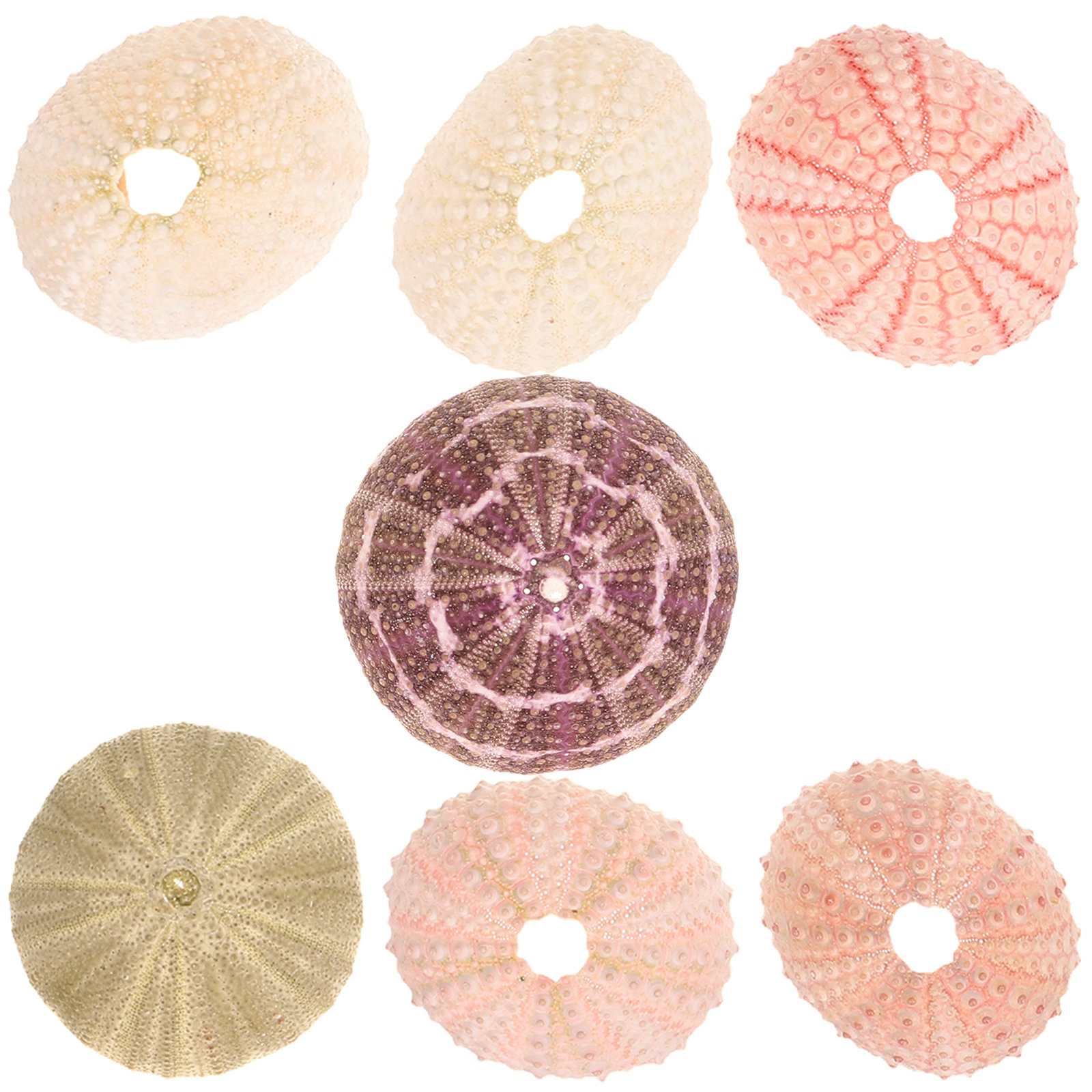 7 Stück Seeigel-Muscheln, deko – Aquarium Plant Holder Bewertung und Preis