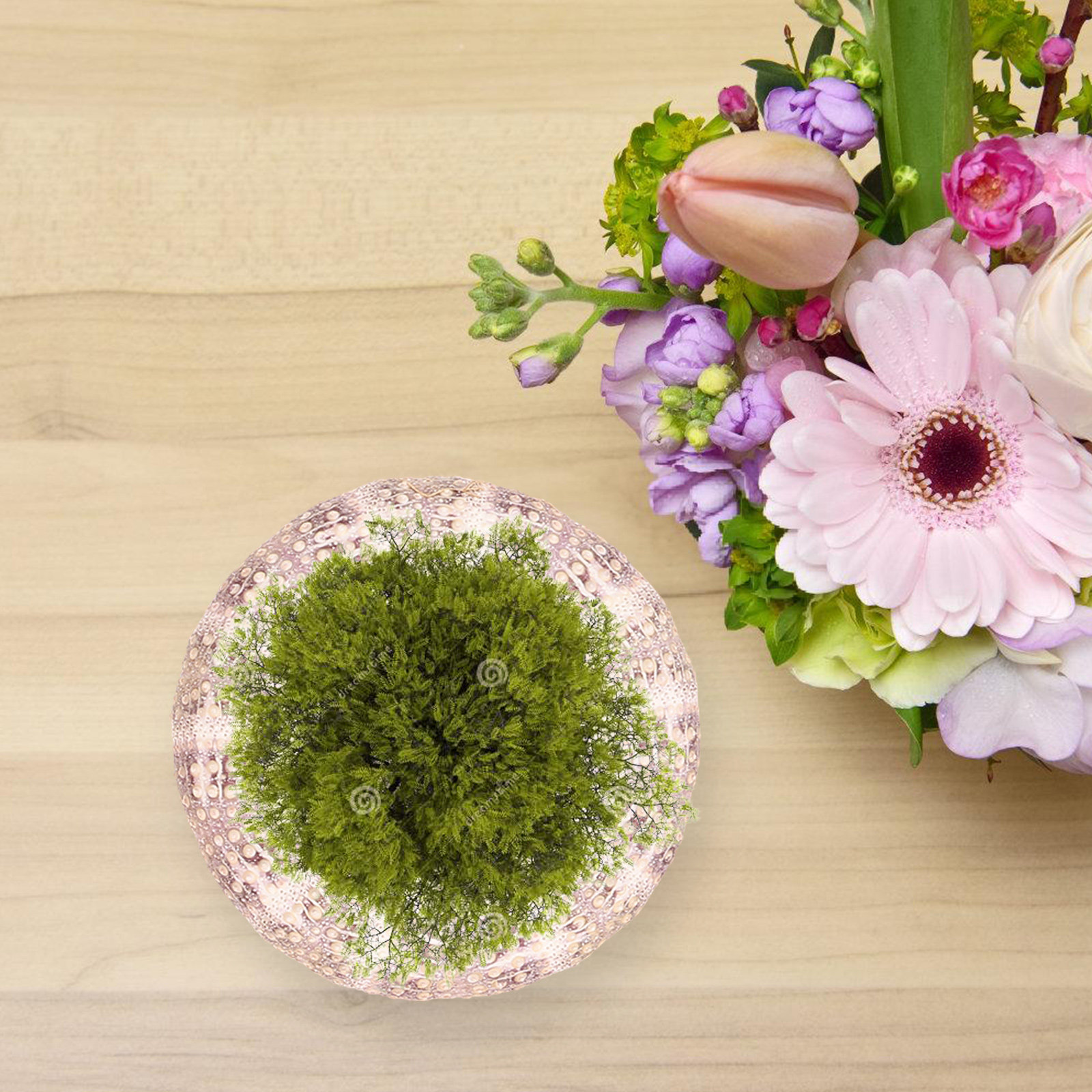 7 Stück Seeigel-Muscheln, deko – Aquarium Plant Holder Bewertung und Preis