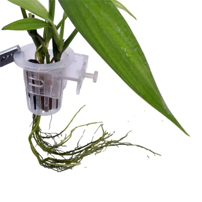 A7THK-2 Stück Transparente Hän – Aquarium Plant Holder Bewertung und Preis