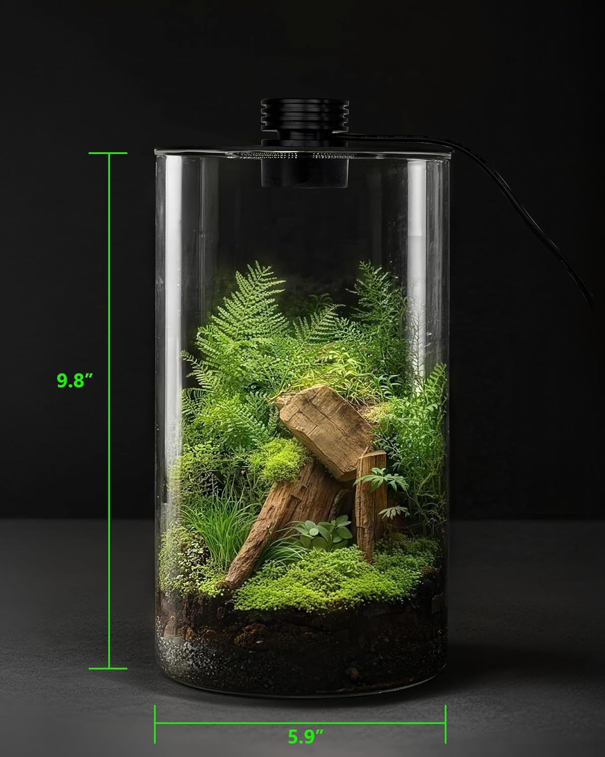 Glas-Terrarium für Innenräume  – Planted Tank Bewertung und Preis