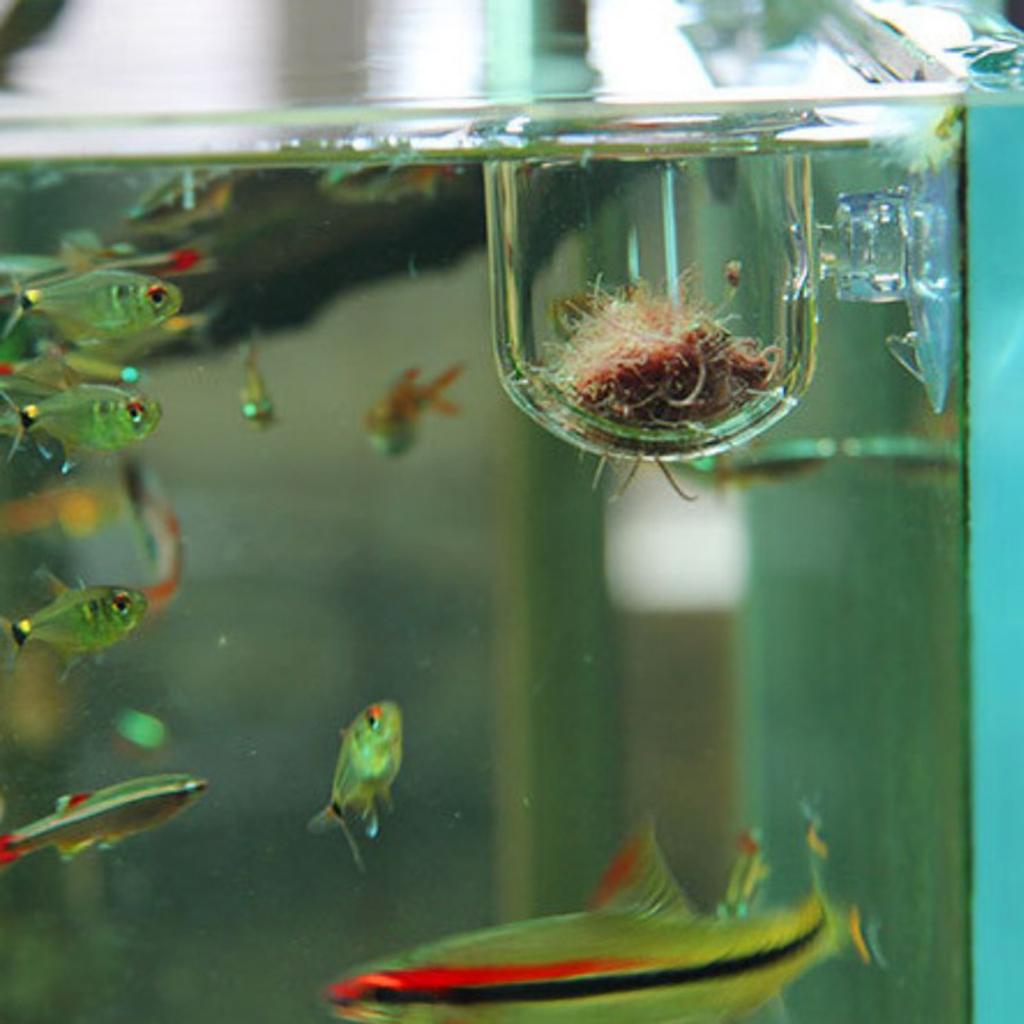 Fischfutterkorb, Glas-Aquarium – Live Plant Aquarium Bewertung und Preis